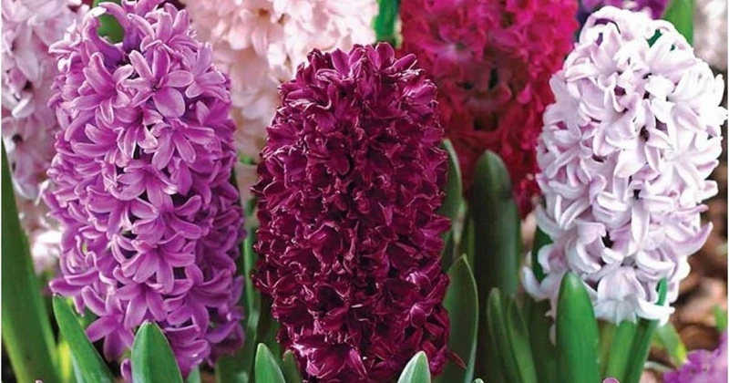 Щоб гіацинт квітнув щороку: сорти й підживлення в асортименті Matla Flowers